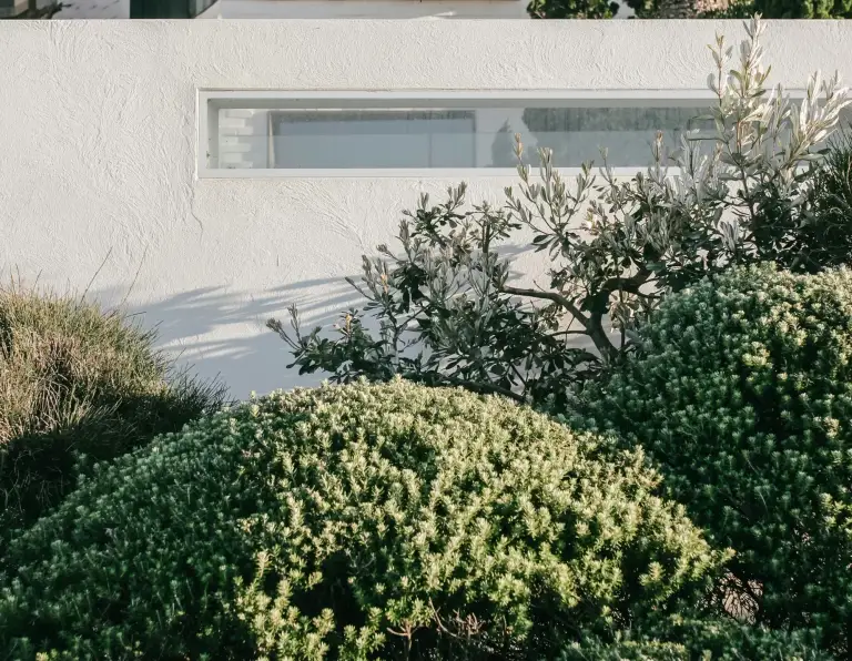 Native shrubs planted against a white rendered wall