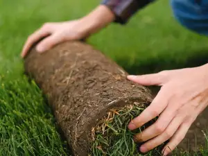Fresh turf roll being laid on prepared soil